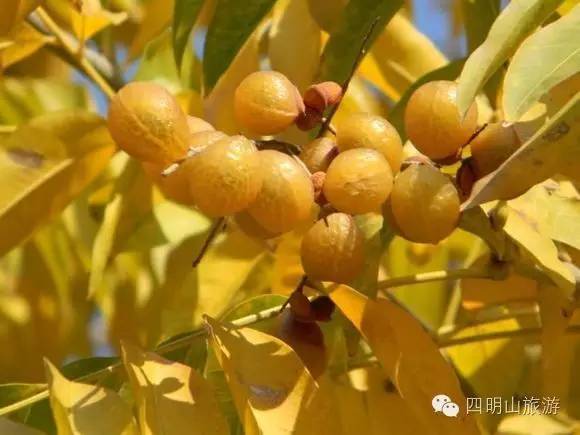 过季就来不及了，快去四明山上捡“黄金果”！（附全攻略）