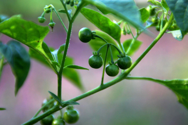 银杏果为什么使人中毒了,银杏果中毒真的假的