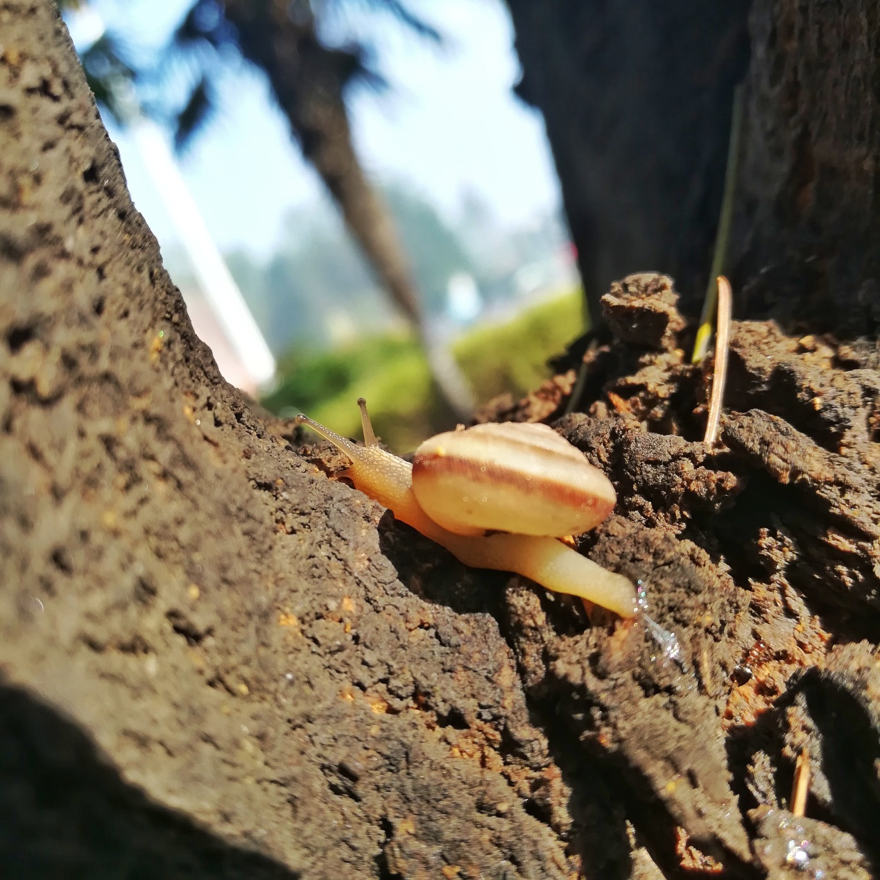 荣耀畅玩6x和荣耀6x有什么区别,荣耀畅玩6x评测