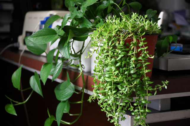 办公室绿植枯萎怎么救,办公室绿植叶子发黄什么原因