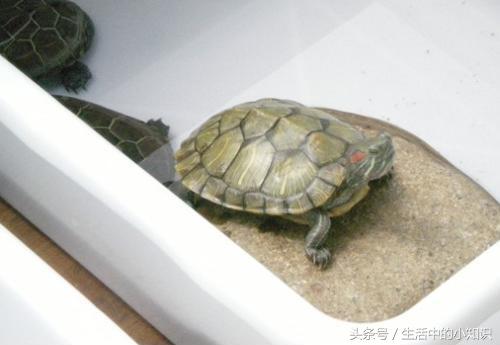 养的小乌龟吃什么食物,小乌龟怎么养经验详解