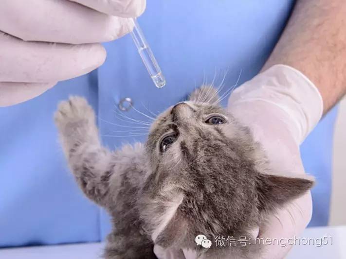 猫咪拉肚子怎么补救,猫咪拉肚子怎么治