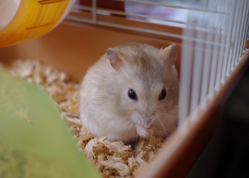 如何让仓鼠不往笼子上尿尿,如何让仓鼠去指定的位置上厕所