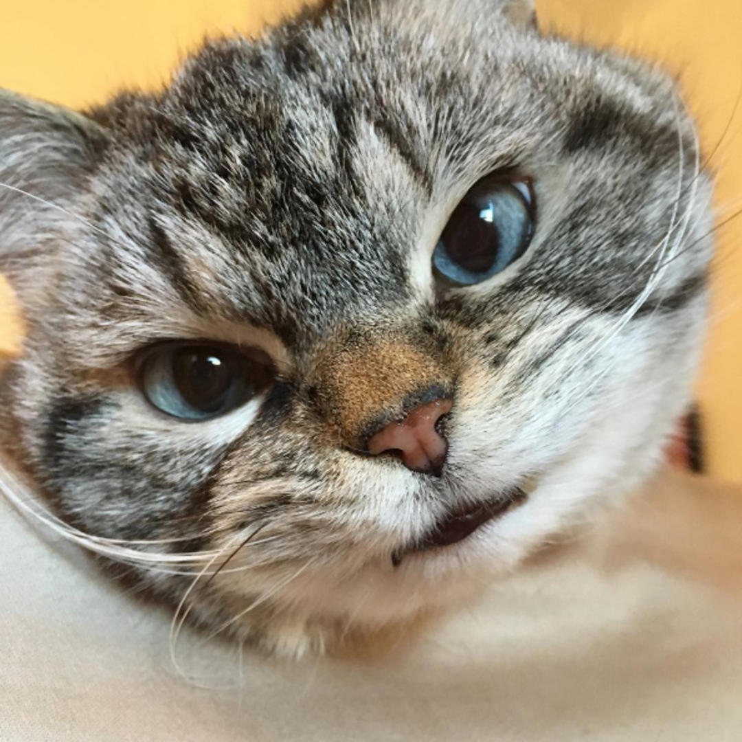 这只猫长得眉清目秀,这只猫眼神犀利无比