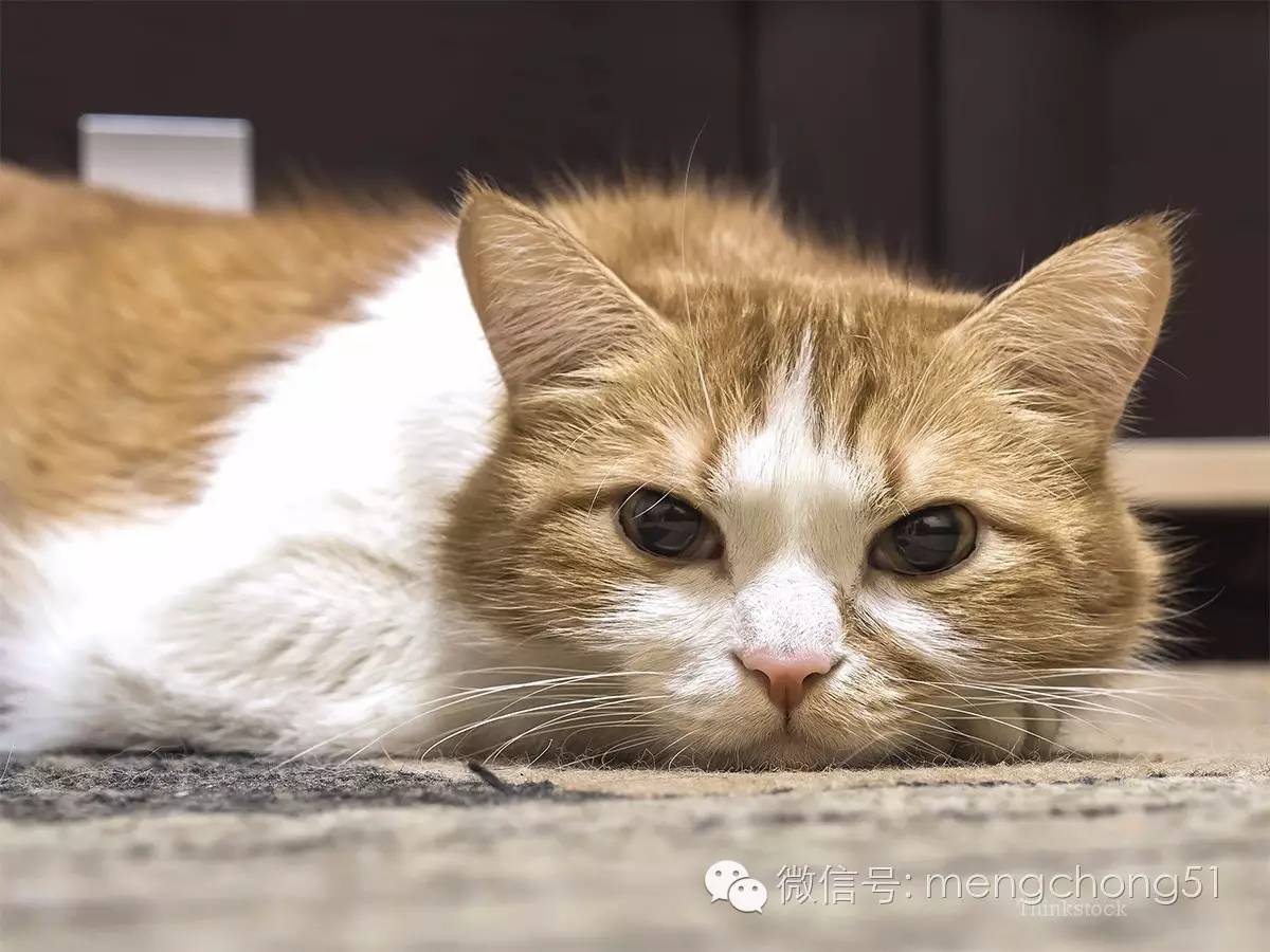 猫咪拉肚子应该怎么办,猫咪拉肚子怎么治疗