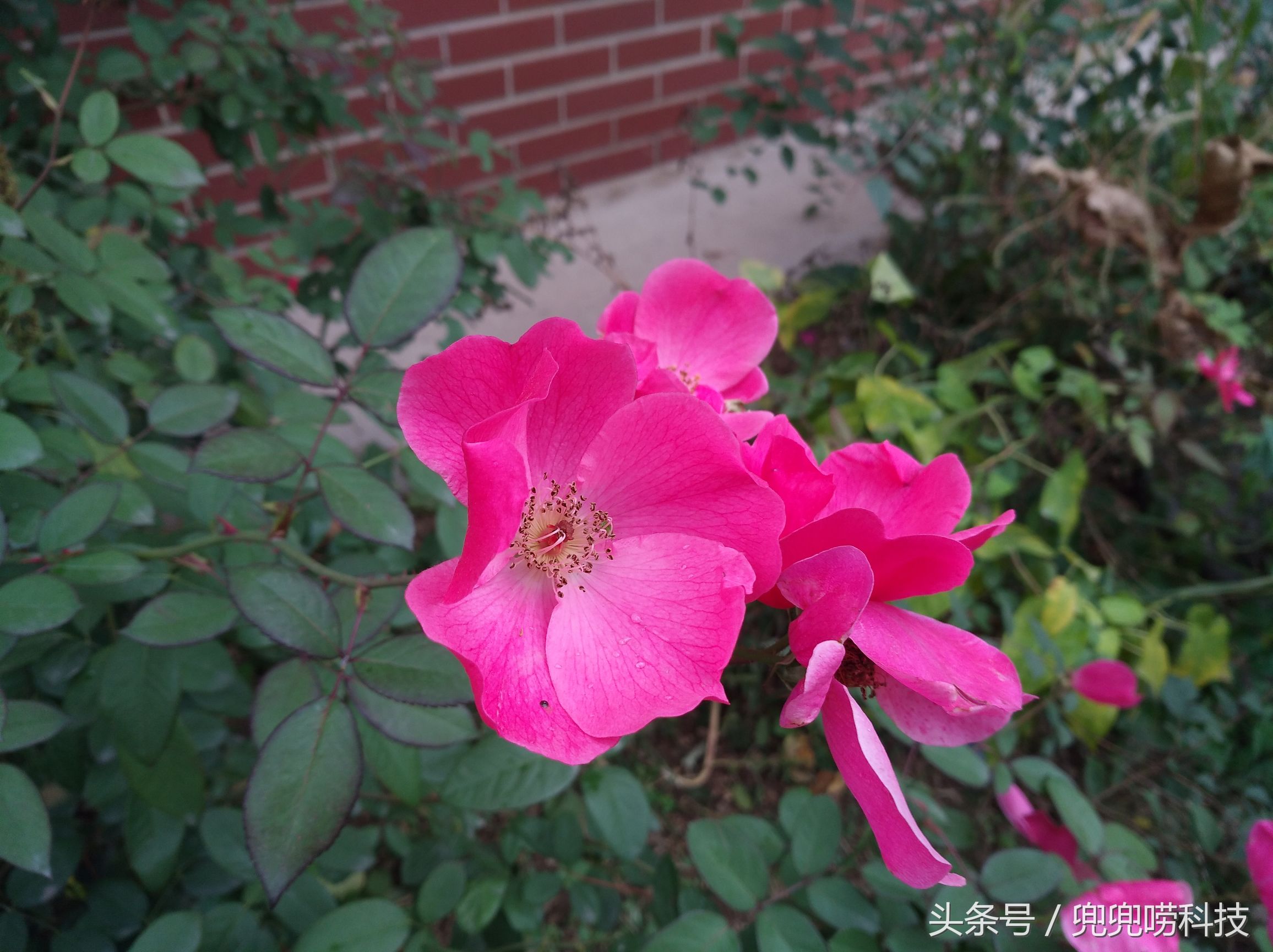 美不可言,美不可言完整视频