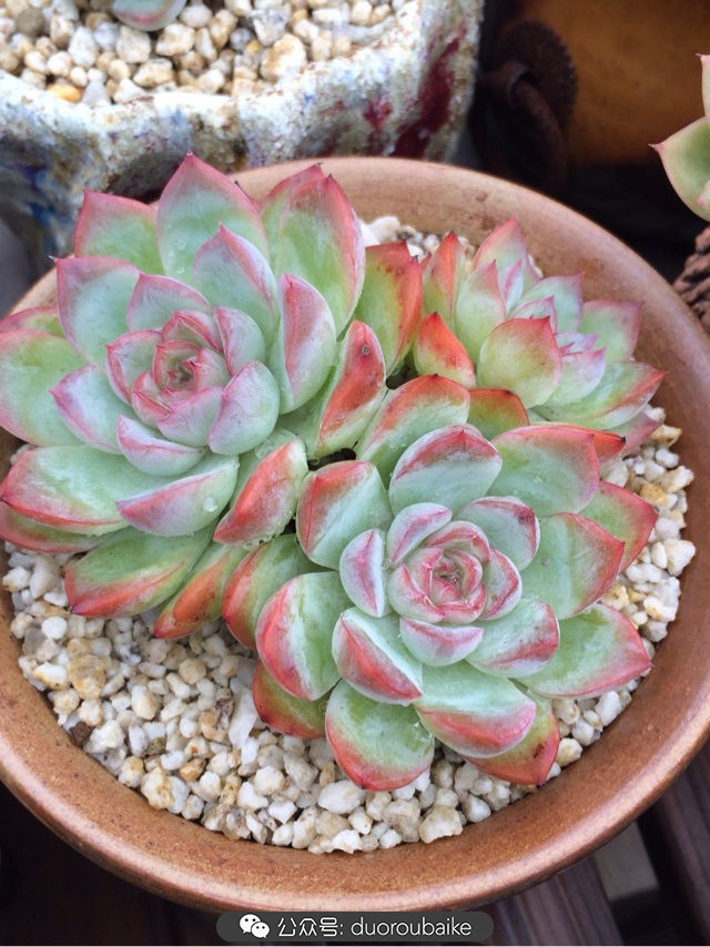 台风来了多肉已搬到安全的地方,台风来了多肉植物搬不动