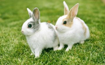 不小心误吃了耳屎会变哑巴吗,吃1年多的耳屎会变成哑巴吗