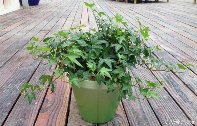 常春藤爬藤垂吊绿植,常春藤怎么养才能更旺盛