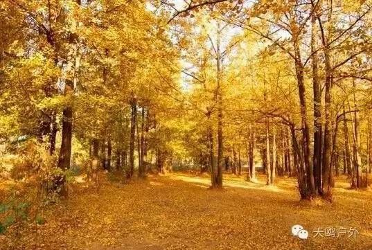 河南最好的红叶银杏叶在哪 (深秋河南哪里可以看银杏)