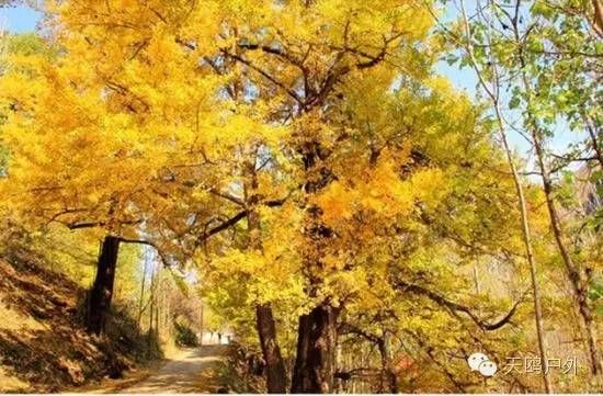 河南最好的红叶银杏叶在哪 (深秋河南哪里可以看银杏)