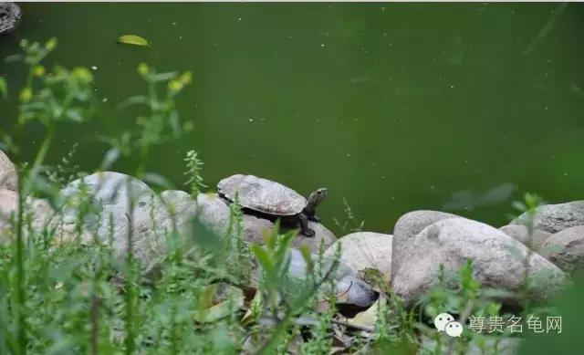 疯狂龟友，6次为龟修建豪华花园！