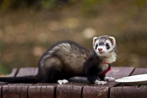 宠物貂怎么那么臭,宠物貂臭是什么原因