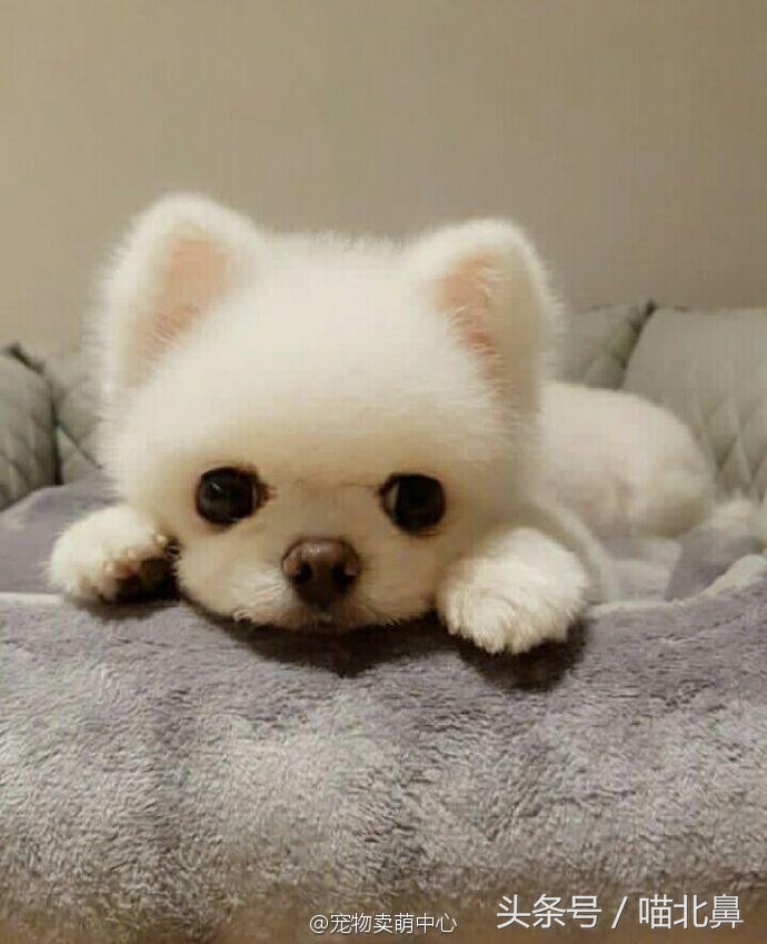 猫奴求助猫猫淘气吃了一点书法印泥会中毒吗？在线等，挺急的。