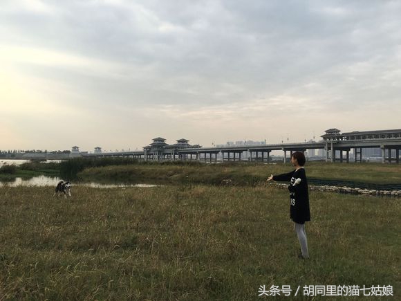 主人带二哈去野外玩,女孩带一群二哈回家过年