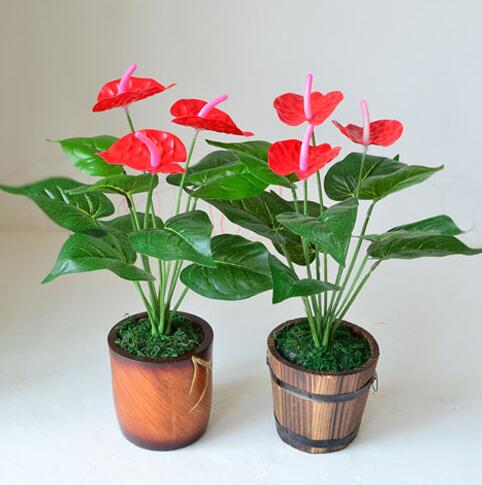 去甲醛又帮助睡眠的植物,甲醛怎么消除不伤害植物