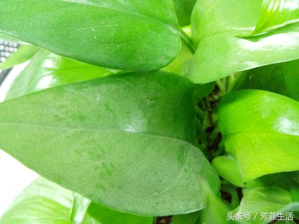 办公室大绿萝底下叶子发黄怎么养,绿萝秋天叶子变黄怎么处理