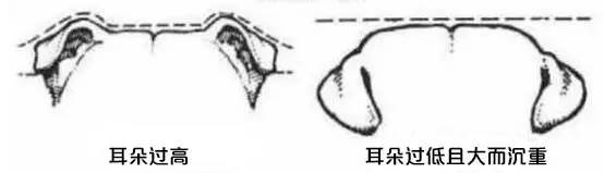一梦谈狗：这些都不知道，别告诉我你喜欢英国斗牛犬……