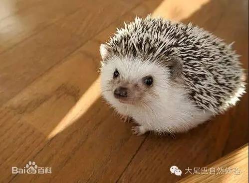 每天一种水果介绍山竹,每天一个水果是什么体验