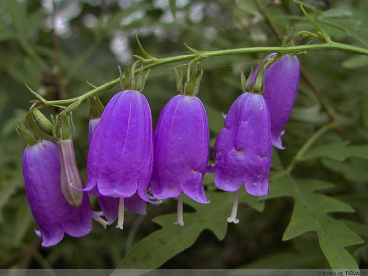 治鸡眼的十大民间偏方,鸡眼图片大全及治疗方法