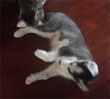 哈士奇惹猫咪秒怂,哈士奇抓猫咪