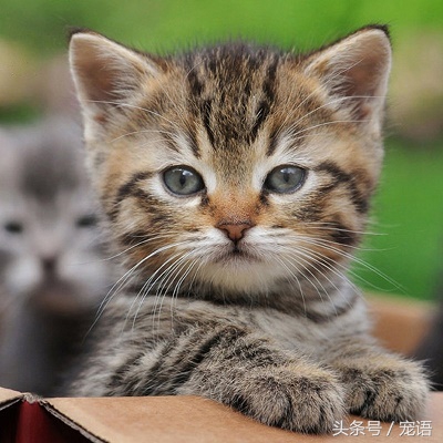 我带喵主人去做绝育，回来的路上它却救了我的命，我是不是做错了