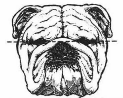 一梦谈狗：这些都不知道，别告诉我你喜欢英国斗牛犬……