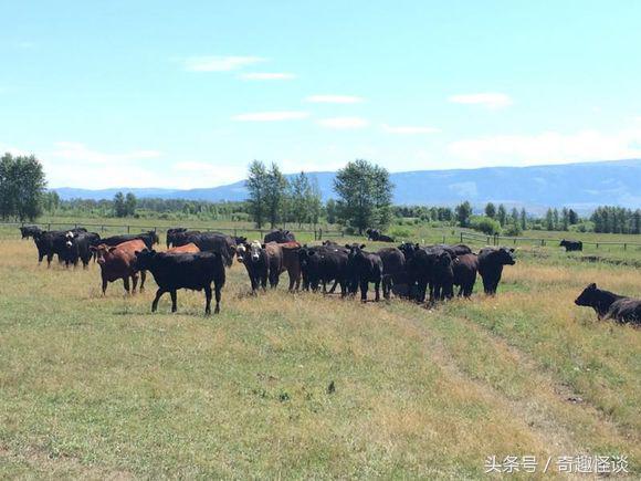 在美国旅游视频教学,美国自由行自驾游