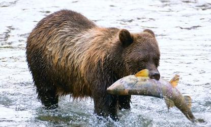 大马哈鱼为什么要洄游,大马哈鱼洄游的原因