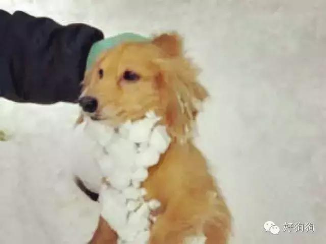 下雪天狗狗会怎么样,下雪天狗狗应该注意什么