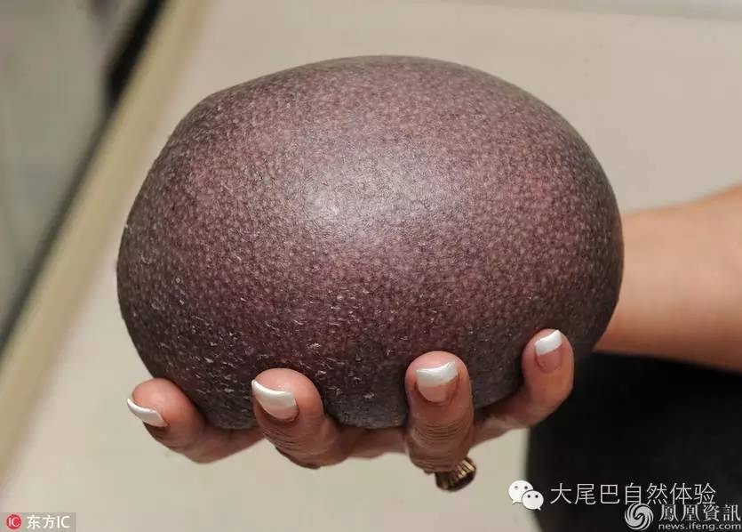 每天一种水果介绍山竹,每天一个水果是什么体验