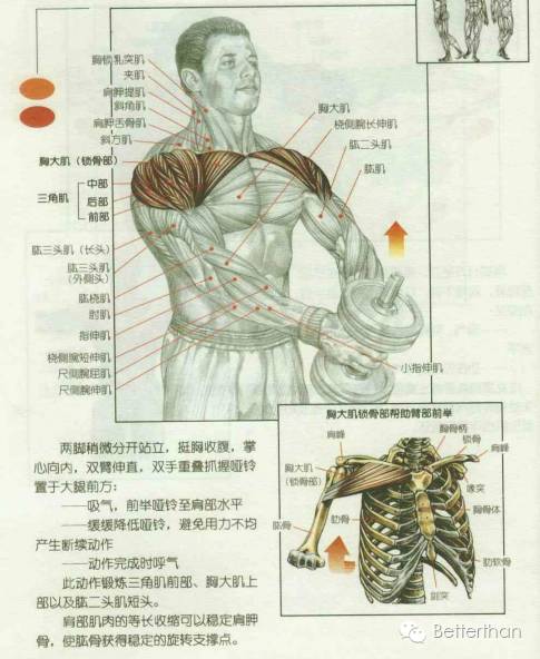 最全哑铃教学,手臂哑铃肌肉训练10个动作图解