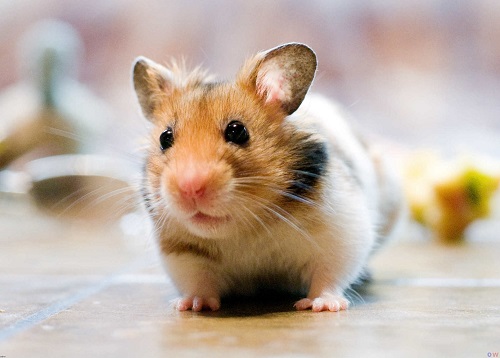 如何让仓鼠不往笼子上尿尿,如何让仓鼠去指定的位置上厕所