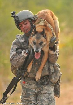 有一种狗叫你扛!狗狗黑背(德牧)的军旅生活!湄公河的哮天犬?