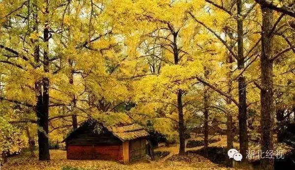 武汉秋天不可错过的美景,武汉踏春打卡地