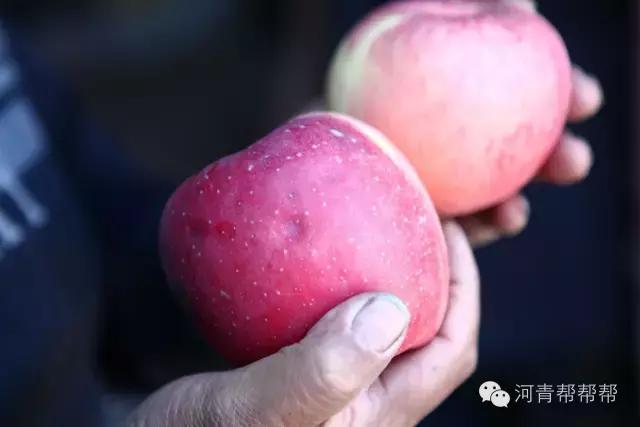 10块钱一斤的苹果真好吃,16块一斤的苹果真好吃