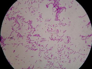 澳洲婴幼儿dha海藻油90粒,澳大利亚婴幼儿海藻油dha