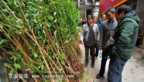 东溪古镇街景,苍溪县古镇全景图