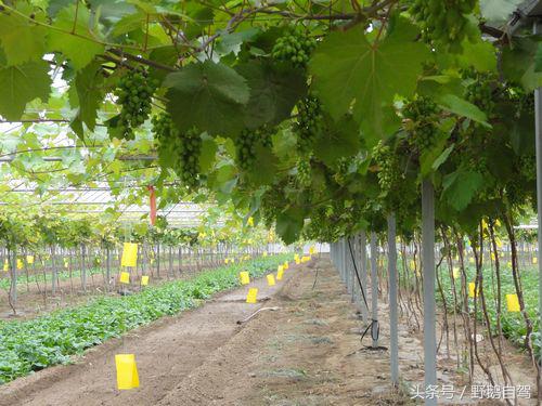 门头沟古村野鹅自驾,什么是野鹅自驾