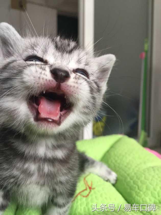 老款速腾车主,2012年大众速腾手动1.6爱烧机油吗