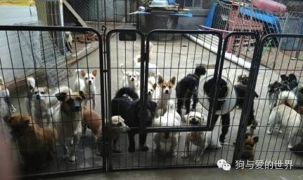 他们是最可爱的人作文350字 (他们是最可爱的人作文)