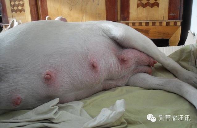 如何照顾怀孕期和哺乳期的母犬及幼仔