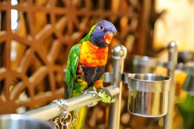 有氛围感适合约会的餐厅,适合约会的高级餐厅