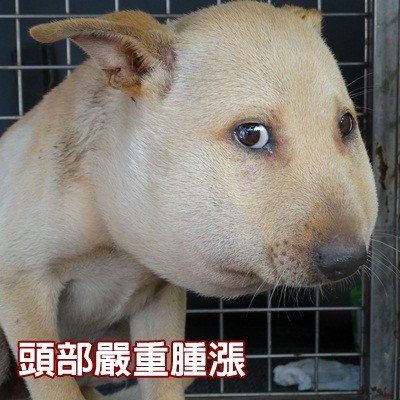 流浪狗整个头肿胀,流浪狗脸肿像猪一样