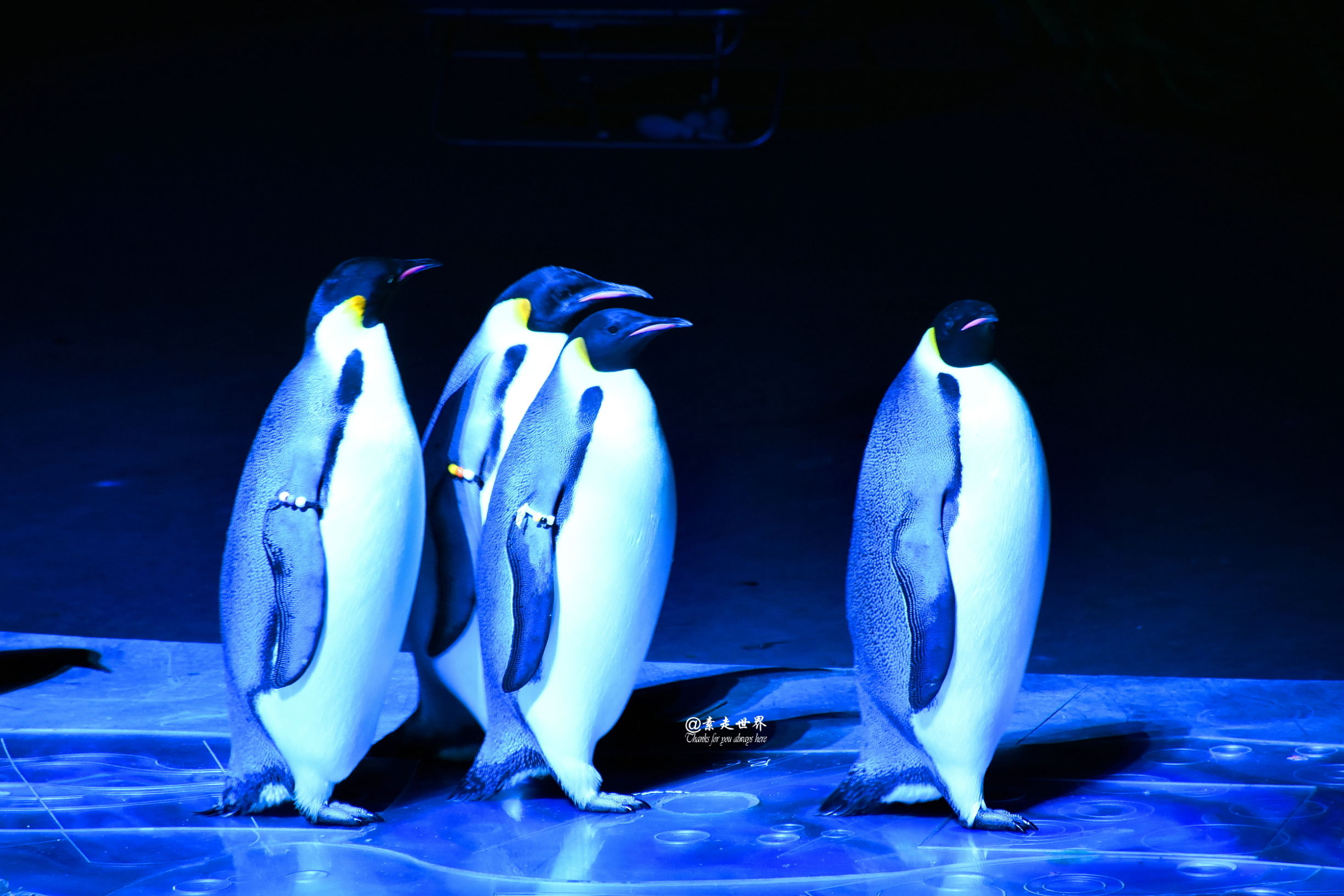 住马戏酒店游玩攻略,新年玩乐好地方