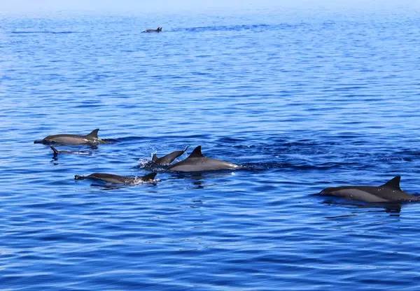 过年期间你想去哪里,春节去哪个海岛人少