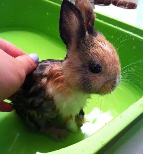 兔子好养吗,兔子属于动物吗