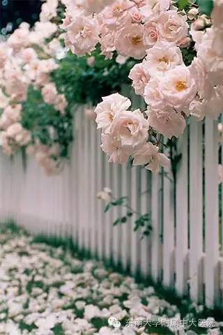 人文在医学中的重要性,人文中大