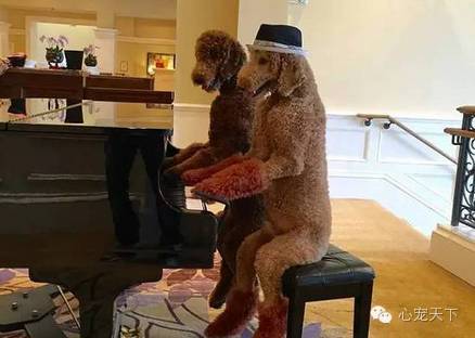 一群逆天的巨型贵宾犬,软萌的大型犬巨型贵宾犬