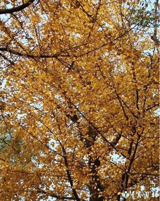 岛城秋韵,“杏”好有你